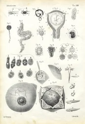 Entwicklung, 1863-79